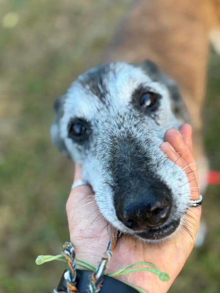 Melba