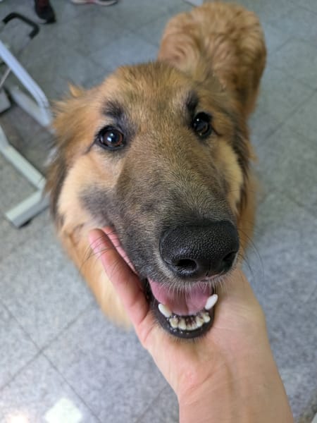 maya