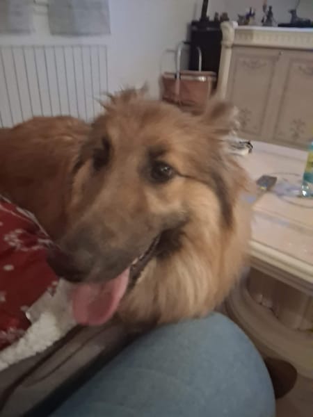 maya