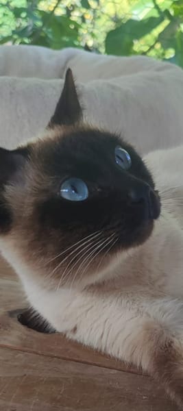 PINO