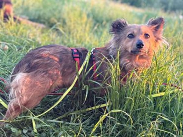 HOLLIE * klein und wendig