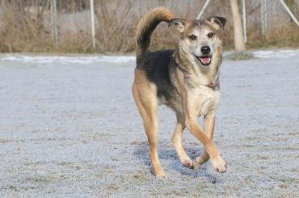 Rudi liebt es draußen zu sein