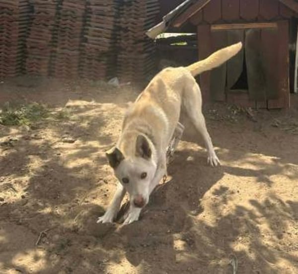 Vili sucht sein Glück  liebevoller Jung