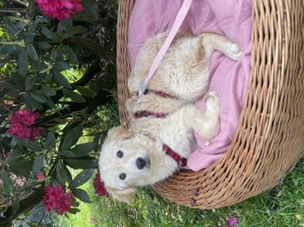 Cloe