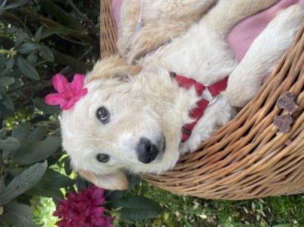 Cloe