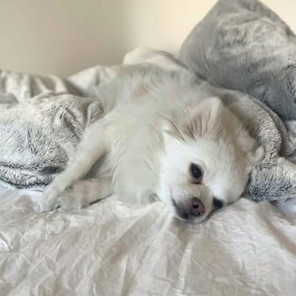 Mia - ist kuschelbedürftig