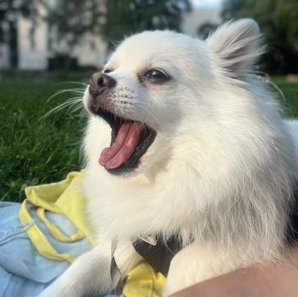 Mia - ist kuschelbedürftig