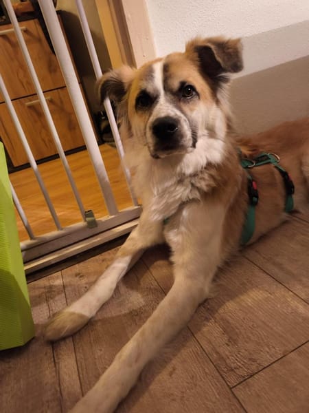 ROMEO - ein Junghund zum Verlieben!