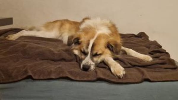 ROMEO - ein Junghund zum Verlieben!