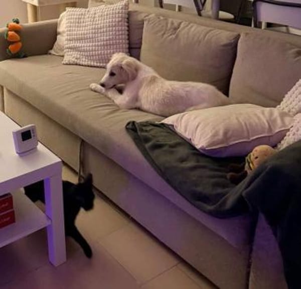 Beto, sensibler Welpe sucht Zuhause