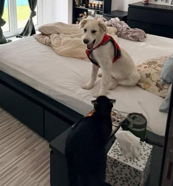 Beto, sensibler Welpe sucht Zuhause