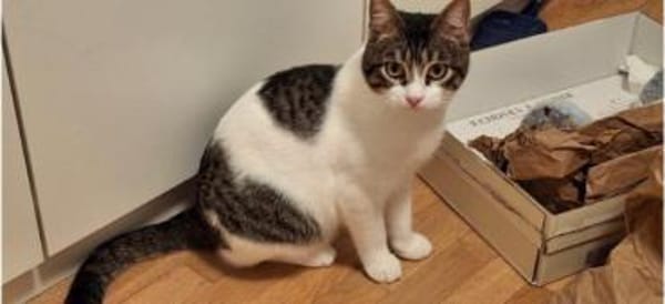 Tiny, lebenslustiger Herzensbrecher, 9M
