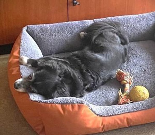 Mocca unsere Seniorin