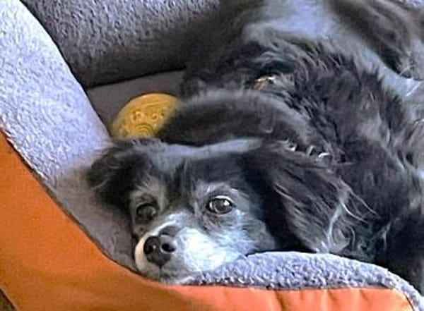 Mocca unsere Seniorin