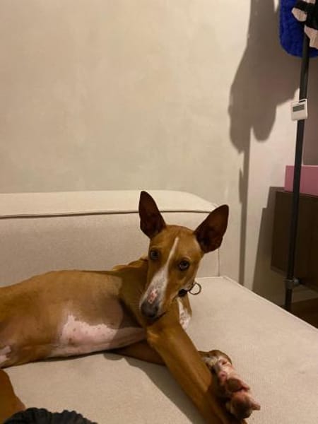 Lola