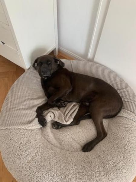 Teddy,  sanfter Schmusebär, ca. 5 Jahre