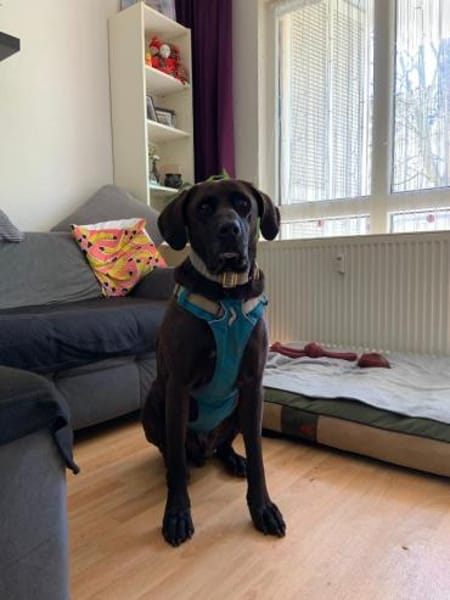 Teddy,  sanfter Schmusebär, ca. 5 Jahre