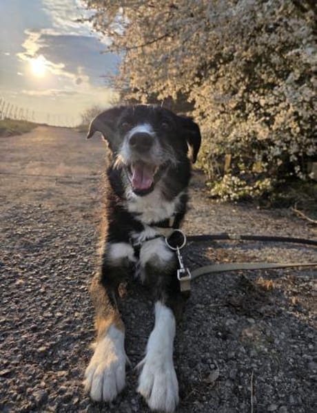 Tucker (ehemals Max) 5J Rohdiant