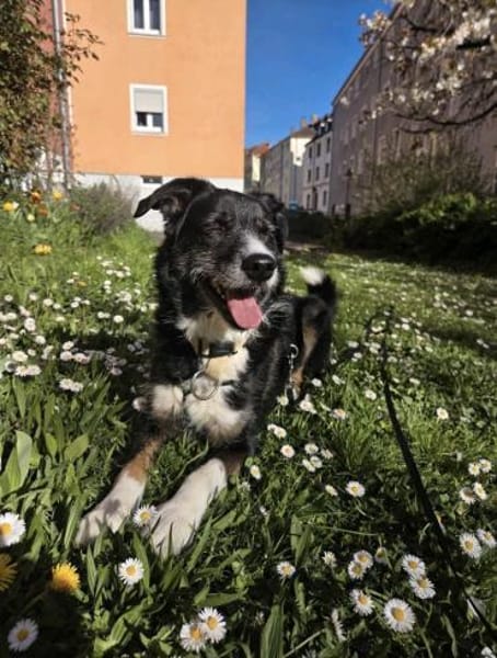 Tucker (ehemals Max) 5J Rohdiant