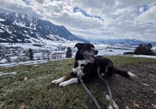 Tucker (ehemals Max) 5J Rohdiant