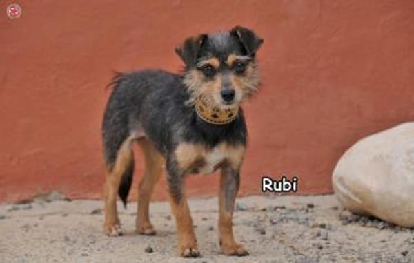 RUBI