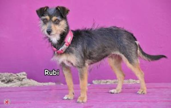 RUBI
