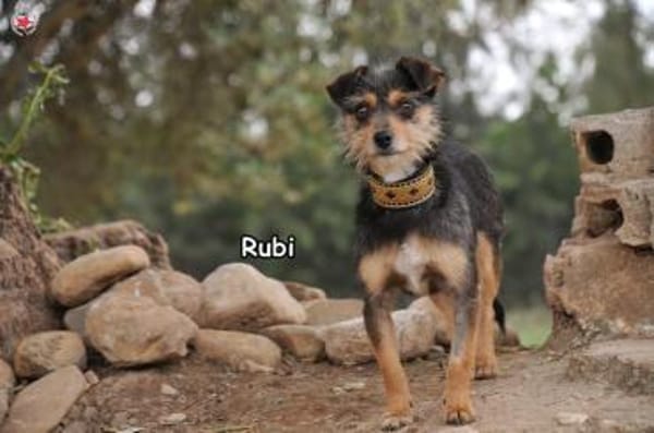 RUBI