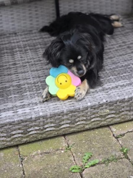 **Cindy  klein, aber oho 🐾** (E)