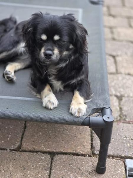 **Cindy  klein, aber oho 🐾** (E)