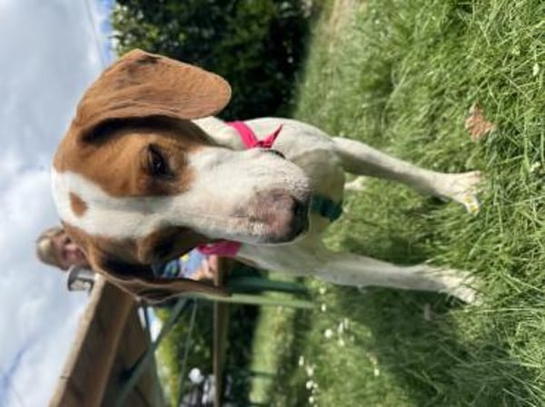 Hugo - sanfter Junghund sucht Zuhause