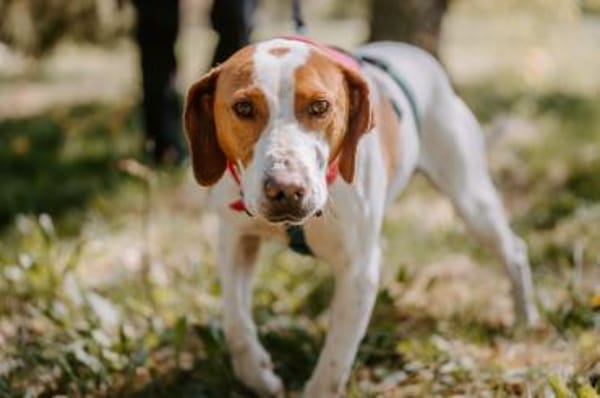 Hugo - sanfter Junghund sucht Zuhause