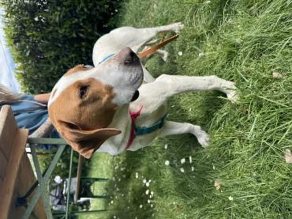 Hugo - sanfter Junghund sucht Zuhause