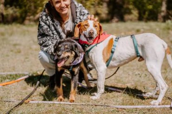 Hugo - sanfter Junghund sucht Zuhause