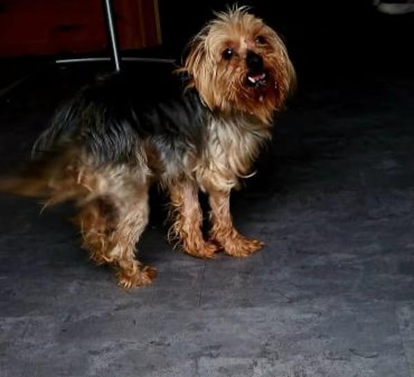 Szuzi, kleines Yorkshire MIx Mädchen