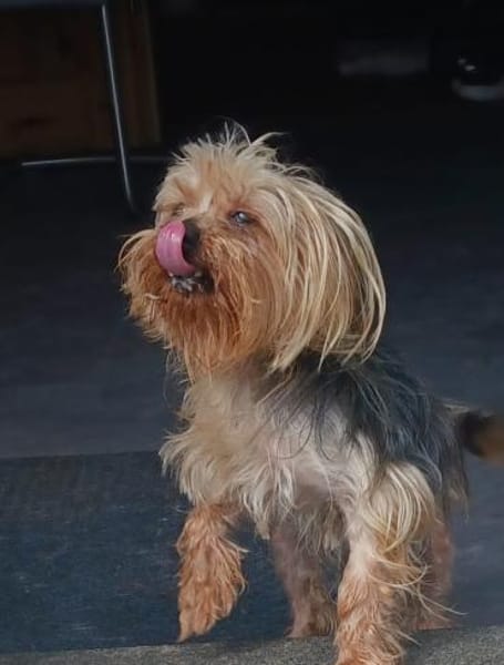 Szuzi, kleines Yorkshire MIx Mädchen