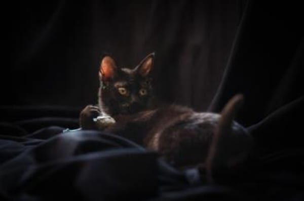Zuki, neugieriger Pantherjunge, ca. 7 Mo