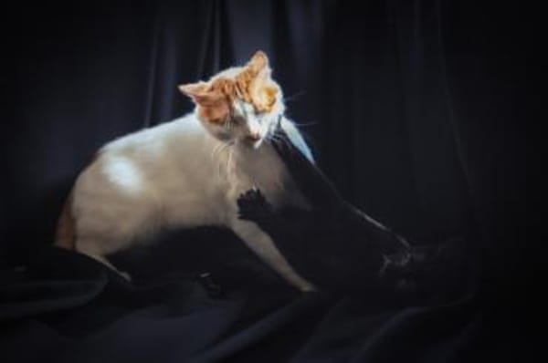 Zuki, neugieriger Pantherjunge, ca. 7 Mo
