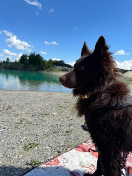 Frodo, lustiges Kämpferherz, ca. 1 Jahr