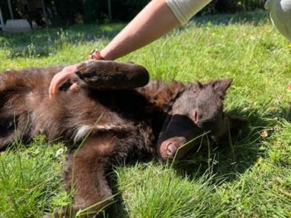 Frodo, lustiges Kämpferherz, ca. 1 Jahr