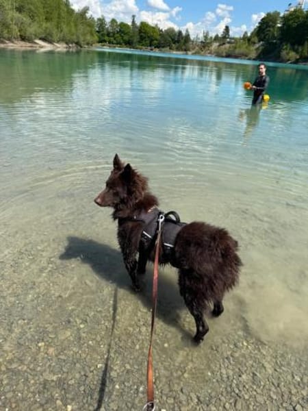 Frodo, lustiges Kämpferherz, ca. 1 Jahr