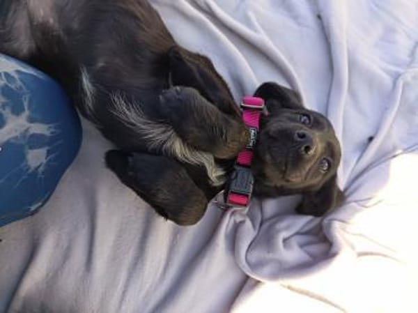Lisa auf Pflegestelle sucht ein Zuhause