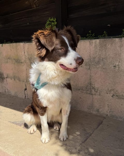 Border Collie Faye wartet in Deutschland