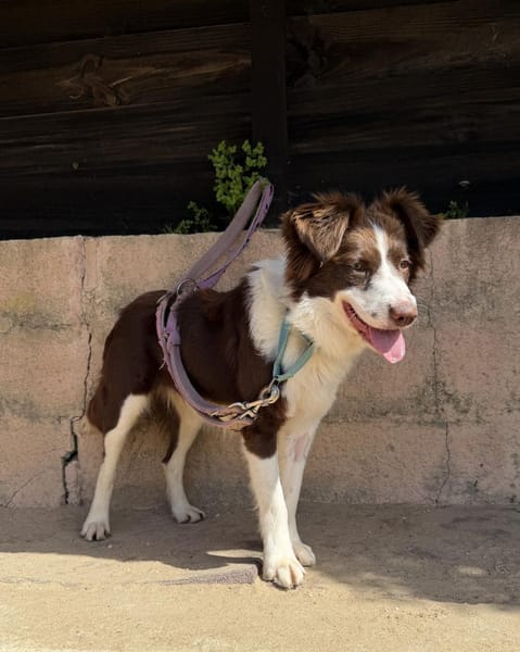 Border Collie Faye wartet in Deutschland