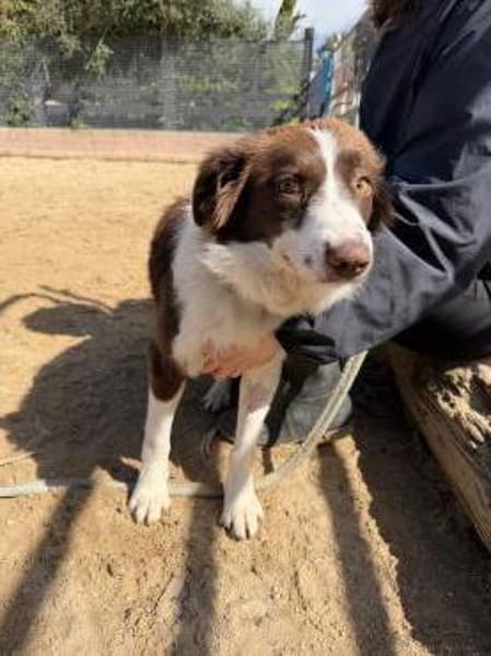 Border Collie Faye wartet in Deutschland