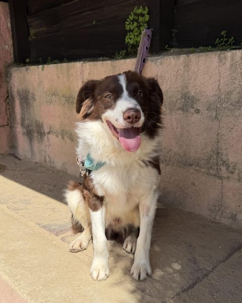 Border Collie Faye wartet in Deutschland