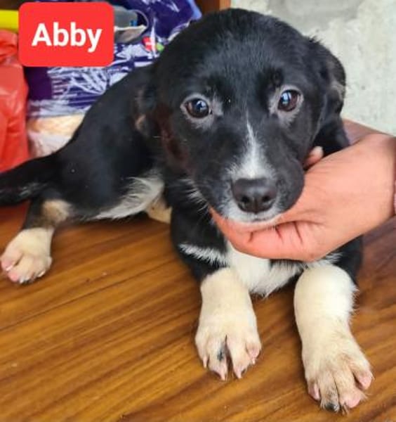Abby sucht ihr Für-immer-Zuhause