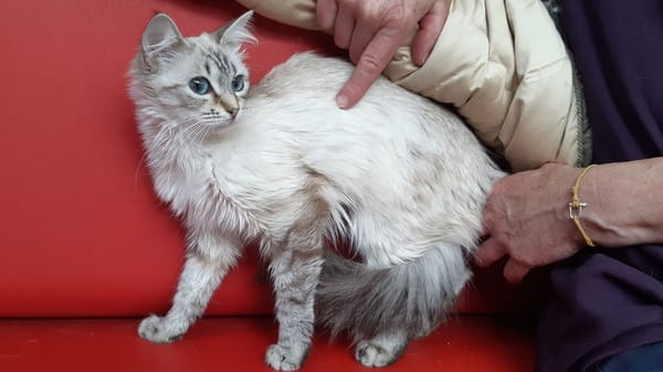 Mabiche