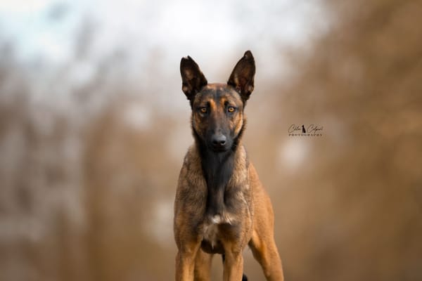 Maya