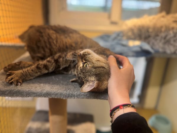 GERALDINE A17405