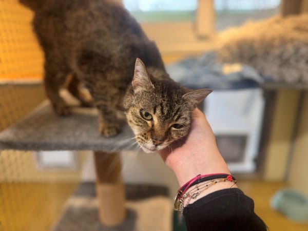 GERALDINE A17405